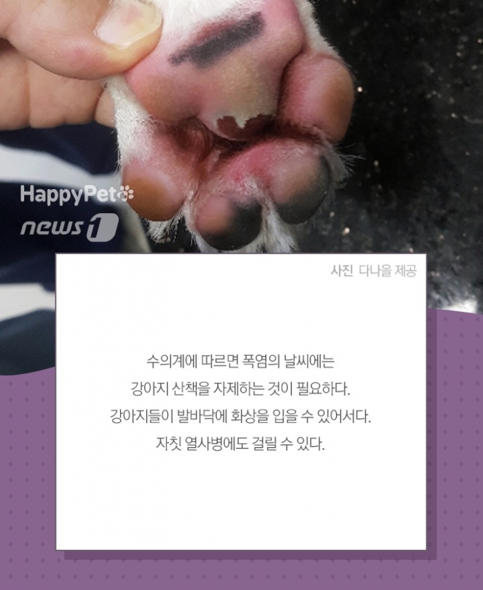 펫카드(다나을동물병원 제공) ⓒ 뉴스1