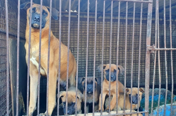 개농장 개들(뉴스1 자료사진)