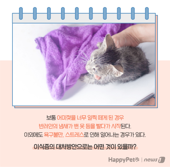 고양이 이식증 펫카드 ⓒ 뉴스1