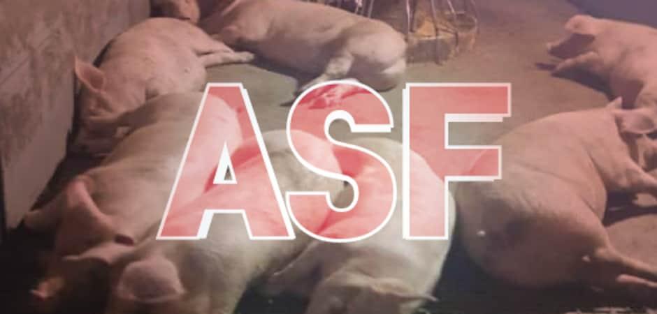 당진 아프리카돼지열병 방역대 34일 만에 해제…"추가 발생 없어"