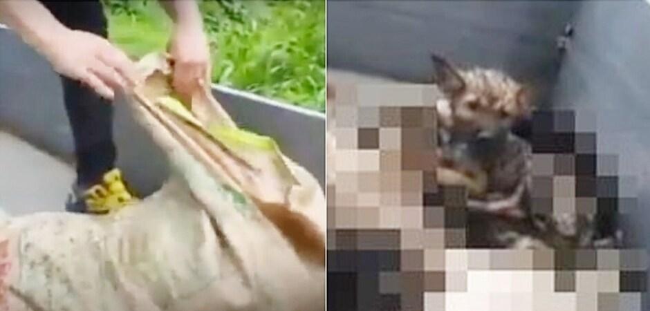 사체 더미서 발견된 강아지…'댕댕이계 금수저' 되다[가족의발견(犬)]