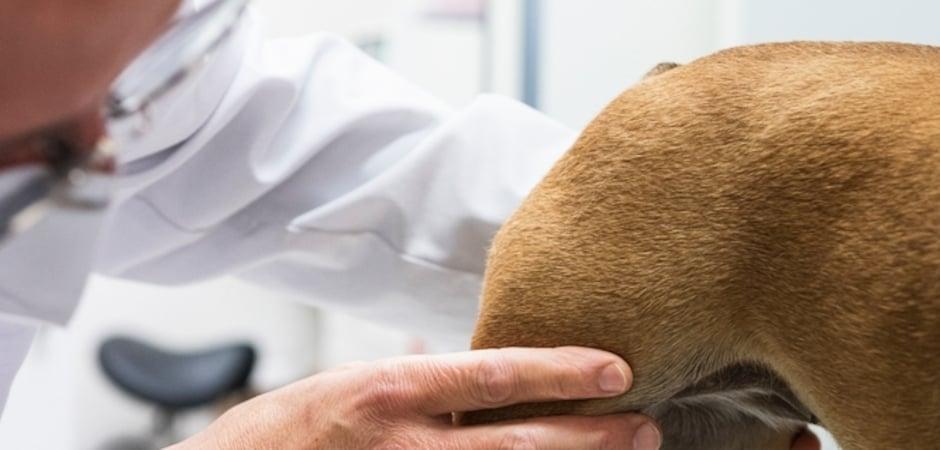 산책 중 다리 들고 걷던 강아지, 고관절 보존 수술 받고 회복