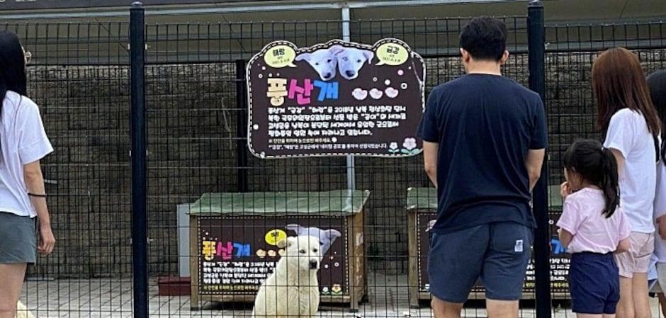 남북 상징 풍산개 자견, 보호소 신세…김예지 돌봄 촉구