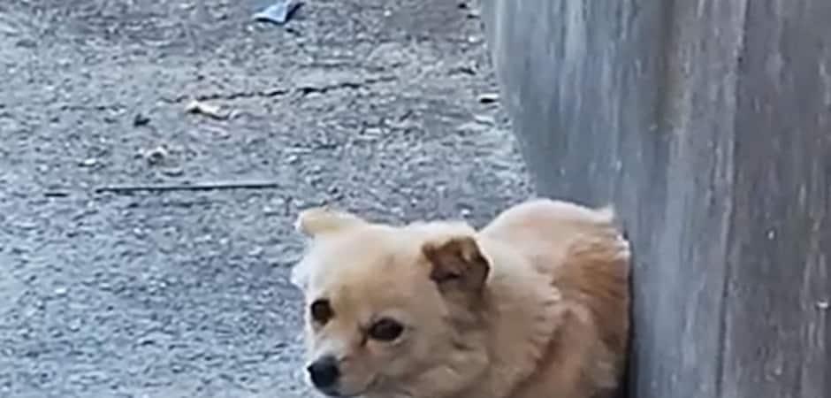 시멘트 바닥에 웅크린 채 바들바들…누리꾼들이 살려낸 강아지