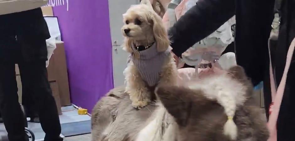 "강아지 친구와 달리고 싶어요"…올해부터 '선생님' 된 월리