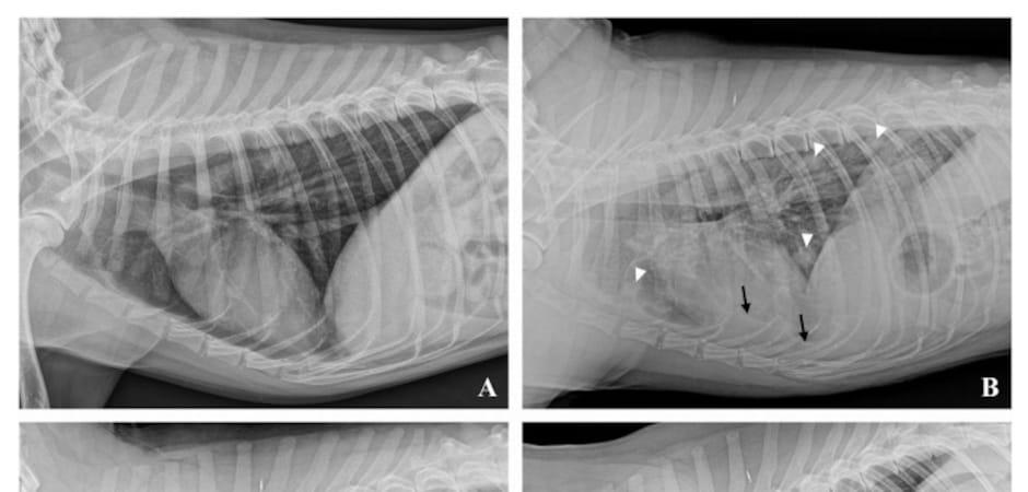 FM동물메디컬센터, 골육종 폐 전이된 진돗개 '삼중병용요법' 치료