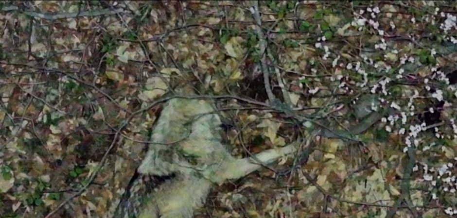 단잠 자던 늑구, 드론 소리에 '벌떡' 일어나 도망…전국민 애탄다