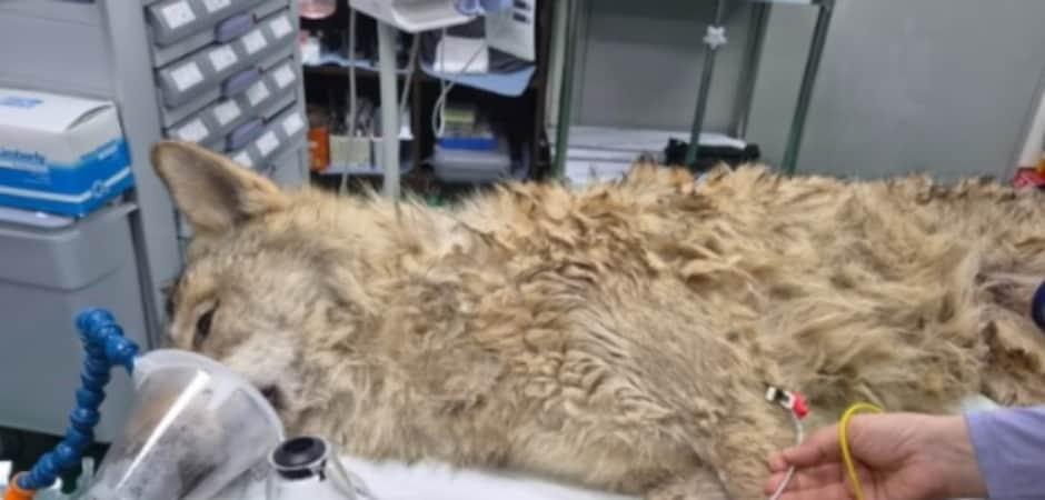 오월드 늑대 '늑구', 집으로…"사살 안 되고 구조, 천만다행"[영상]