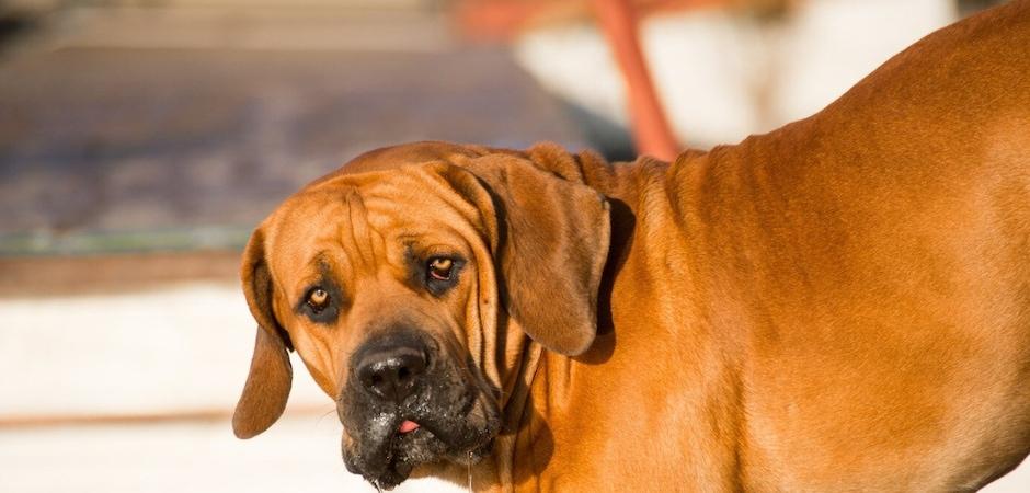 '53→60→70건' 인천 개물림 사고 매년 늘어…"안전관리 강화해야"