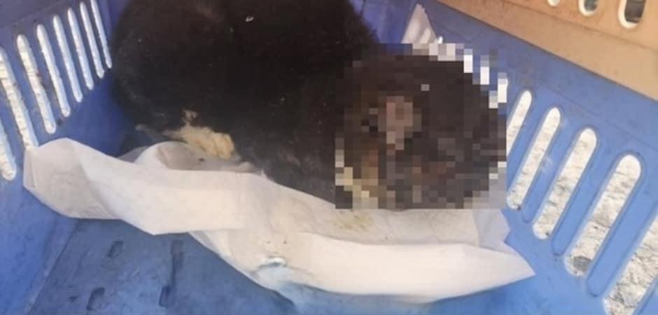 대전서 길고양이 얼굴 화상 입혀 학대한 70대 영장