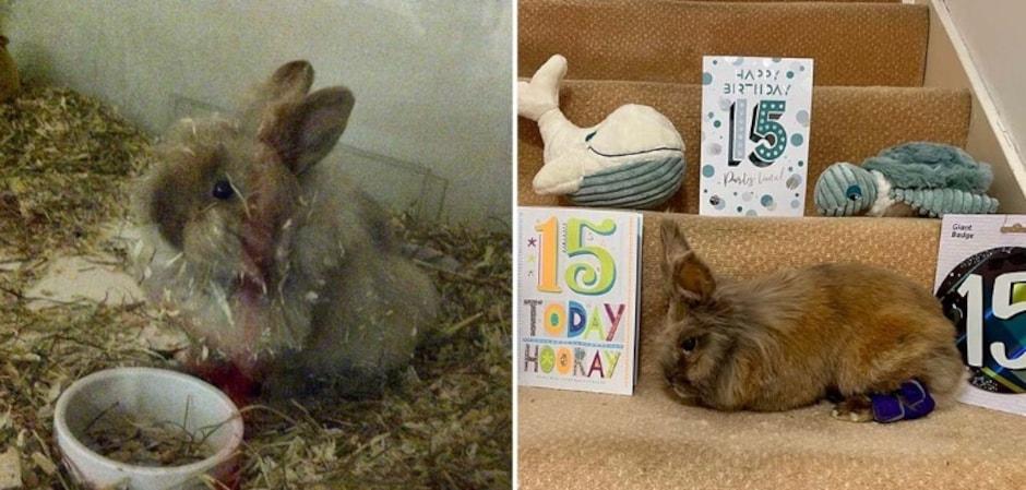 세계 최고령 토끼 ‘허비’, 평균 수명 두 배 넘겨 기록 경신