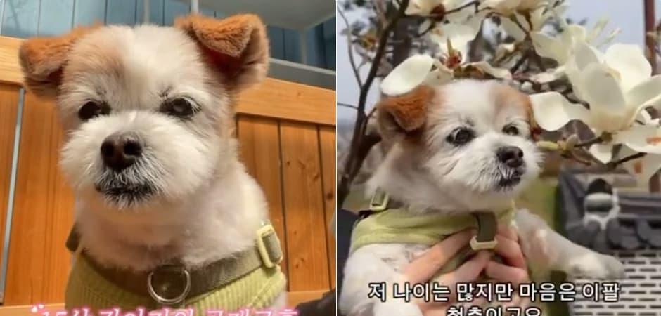 "간식 양보해 줄 남친 구함"…15살 노견 공개 구혼에 댓글 폭주