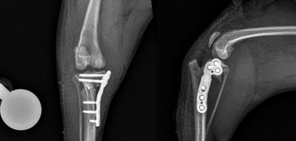 예은동물의료센터, TPLO 수술 특화…"합병증 막는 협진 체계"