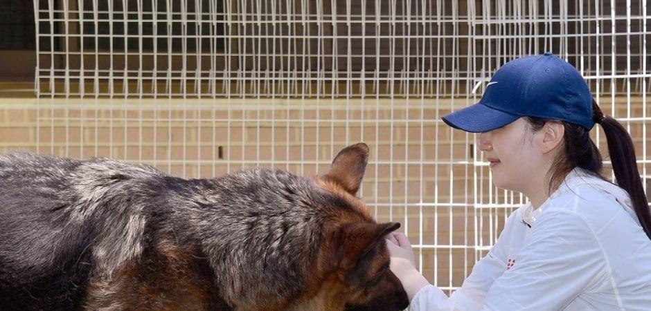 "반려동물 위한 더 나은 세상"…로얄캐닌코리아, 보호소 봉사