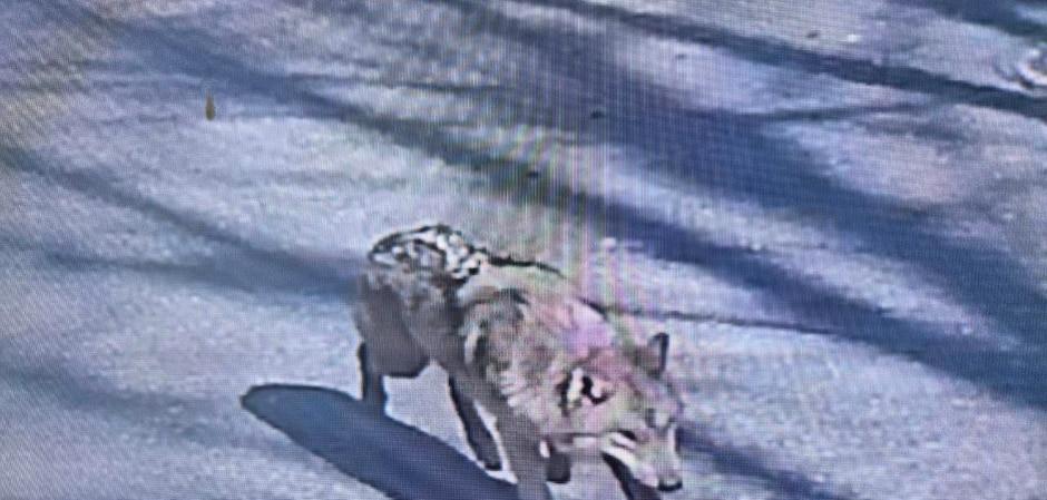 "늑대가 나타났어요"…늑구 마주치면 소리치거나 등 돌리지 말아야