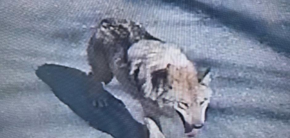 "또 죽이면 안 된다"…오월드 탈출 늑대 '늑구' 생포 요구 확산