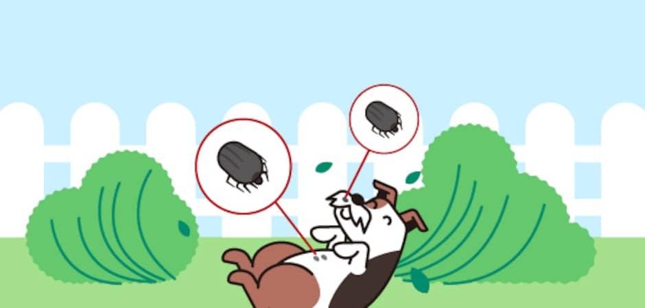 [100세건강-특별편] "자나깨나 진드기 조심"…사람·동물 산책시 주의사항은