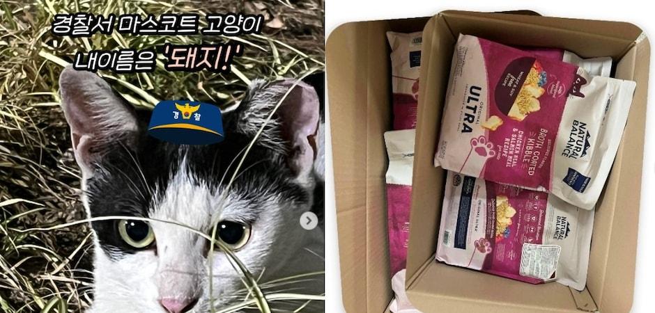 경찰서 마스코트 길고양이, 집 생기더니 반가운 선물도 도착