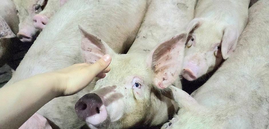 [르포] "돼지들이 먼저 다가왔다"…국내 최대 동물복지 양돈농장 