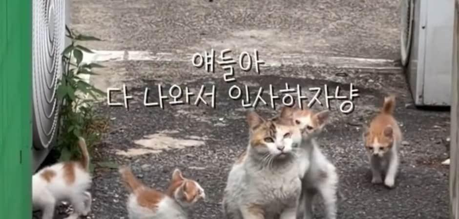 "뒤돌아보며 따라오라더니"…길고양이가 집사를 초대한 이유