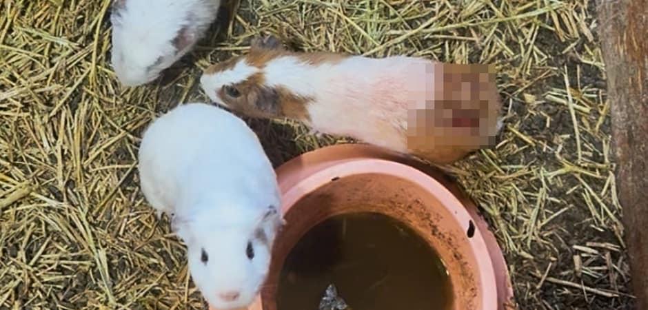 "살갗 찢겼는데 전시는 계속"…아기동물 체험장의 충격 실태 고발