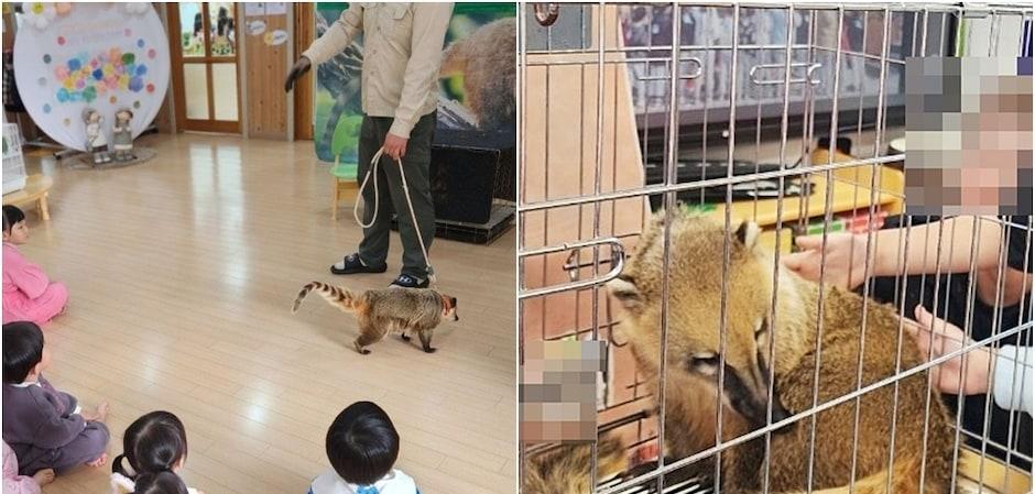 "오늘 유치원서 코아티 만졌어요"…법 막아도 동물 체험은 계속됐다