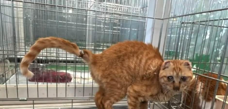색종이처럼 귀 오려진 채 떠돌던 고양이, 집으로[가족의 발견(犬)]