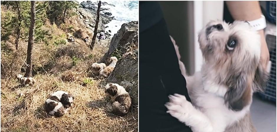 10m 절벽에 버려졌던 시츄들…몰라보게 달라진 근황[가족의발견(犬)]