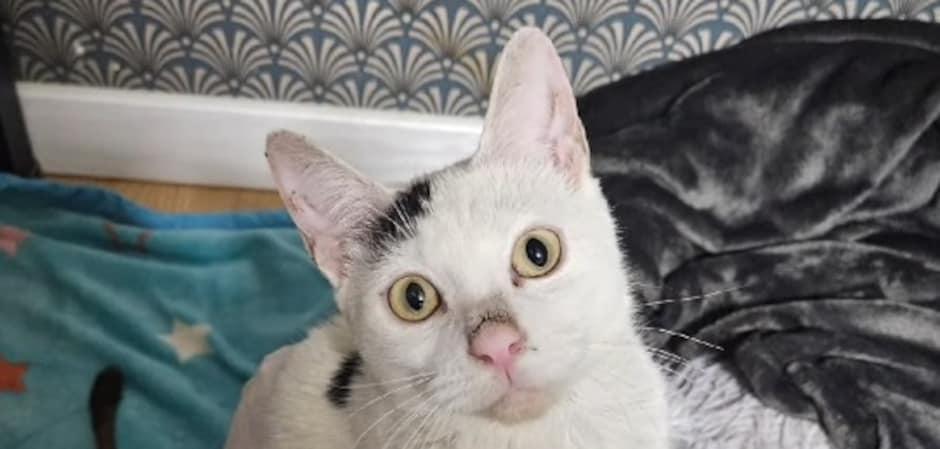 자궁에 구더기 가득했던 고양이, 깜짝 근황…묘생역전 응원