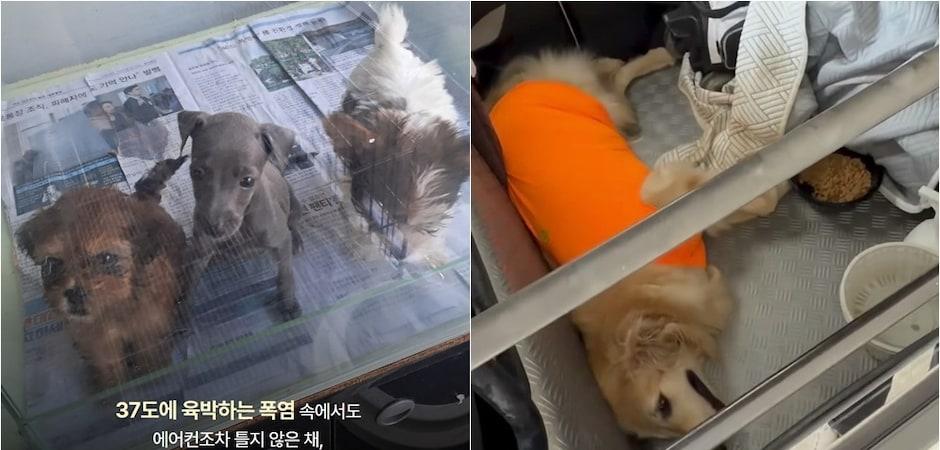 차에 가두고 펫숍에 방치하고…폭염을 피할 수 없는 동물들