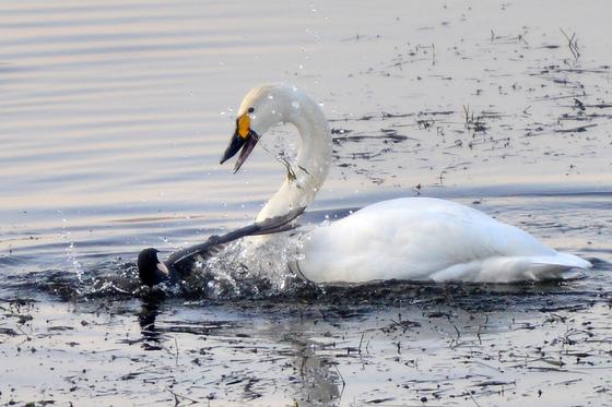 포항 찾은 천연기념물 큰고니…흥해 들녘서 50여마리 목격