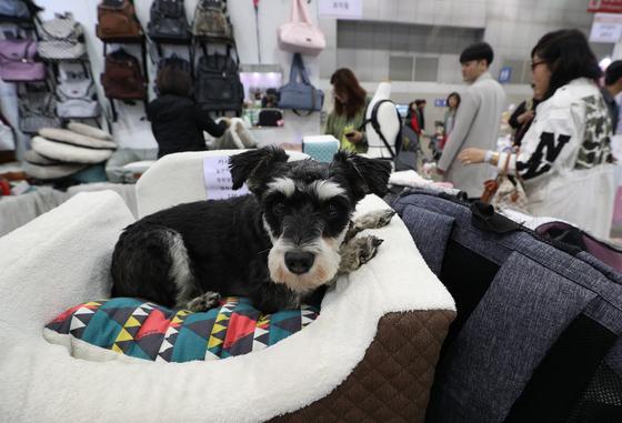 'K-펫푸드' 키운다…농식품부, 반려동물사료 산업화센터 구축