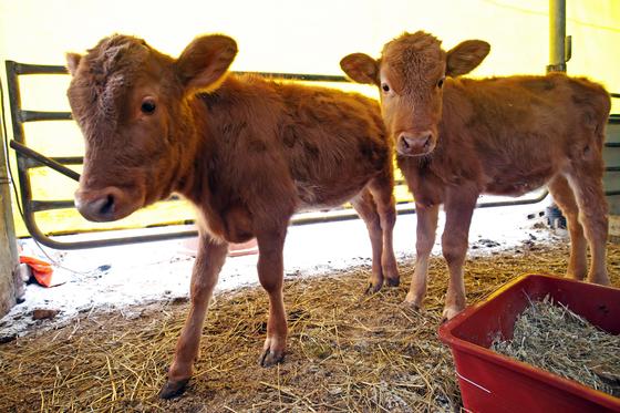 높은 폐사율 줄였다…송아지 설사병, 새 치료 가능성 열리나