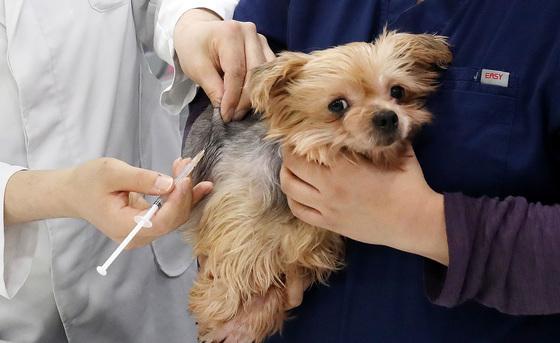 "댕냥이 안심"…1만원에 광견병 예방접종 지원[서울in]