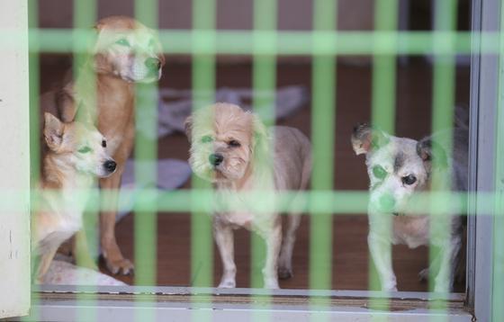 '안락사 후유증' 수의사, 스트레스 줄인다…국가가 심리적 부담 완화