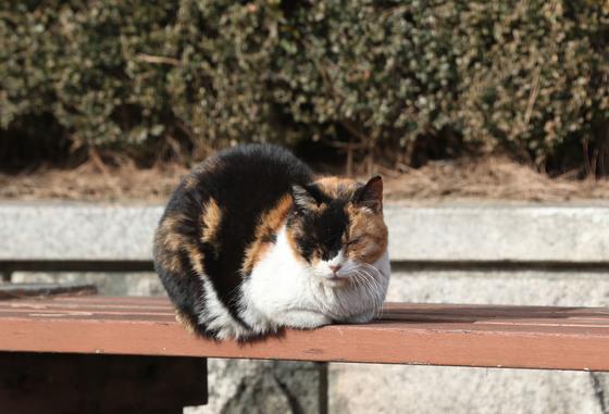 동해시, 길고양이 중성화 250마리 지원…'TNR 방식' 추진