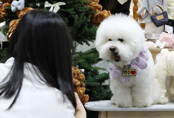 "'기준준수·희망' 음식점엔 반려동물과 함께 갈 수 있어요"