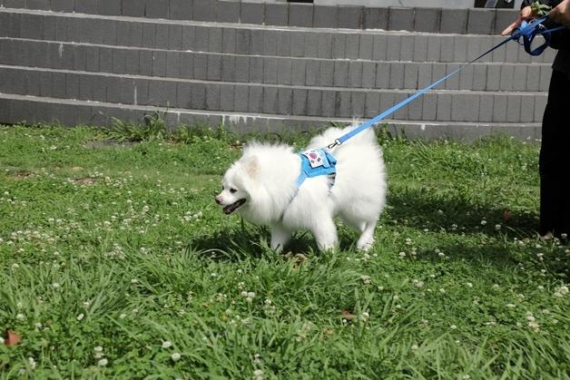"동물 미등록·목줄 미착용 시 20만원"…제주시, 한달간 불시 단속