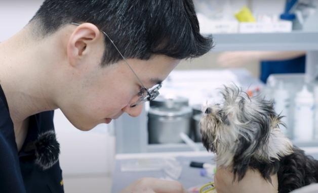 증상 없으면 괜찮을까…반려동물 선천성 심장병 'PDA' 치료 기준은