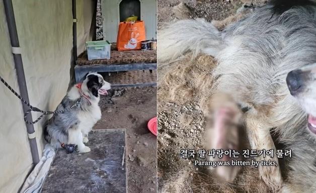 진드기 물림에 다리 절단 위기 '보더콜리'…관절고정술로 새 삶