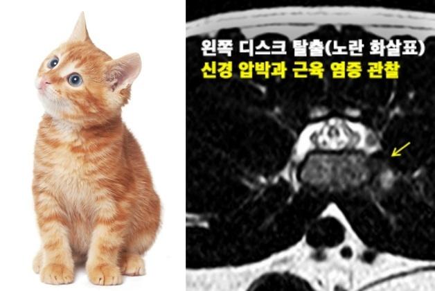 "다리 절던 고양이, MRI 보니 신경질환"…홍연정 수의사, 세계 첫 보고