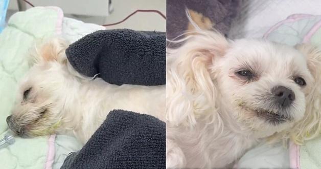 사람 음식 먹고 쓰러진 말티즈…수혈 후 눈 뜨는 '기적의 순간'