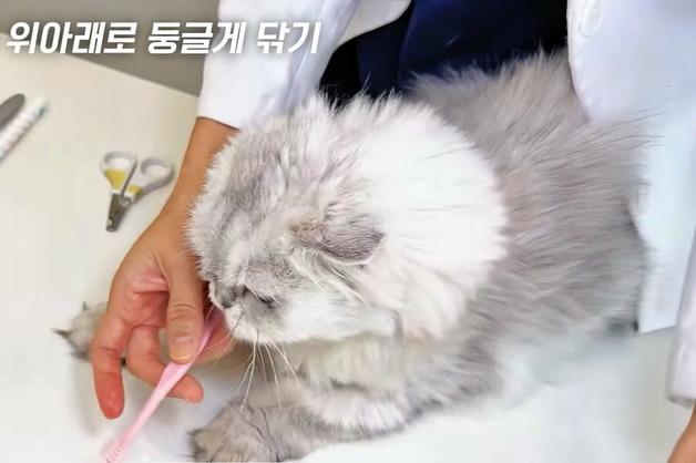 고양이 양치 꿀팁은…권모모의 따뜻한 동물병원 "뒤쪽에서 접근"