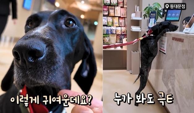 수의사 눈썰미 덕분에…심장사상충 재검사로 건강 지킨 포인터 사연