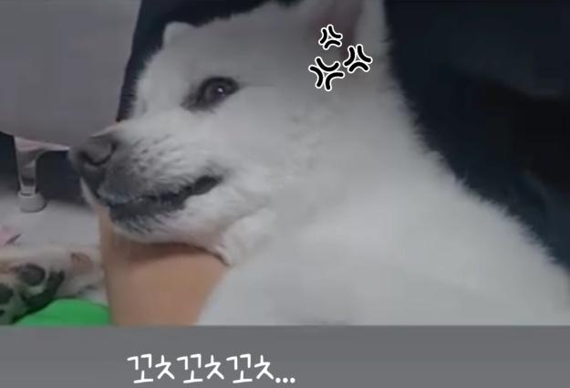 "'꼬추'라는 말엔 으르릉"…순둥이 스피츠 '두부'의 반전 매력