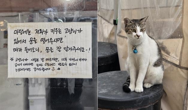 "사장님 덕분이라옹"…식당 마스코트가 된 길냥이 가족 소식 '훈훈'