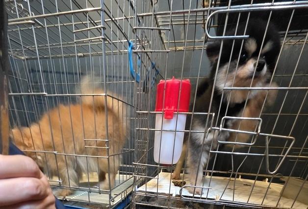 "더러운 견사에서 무허가번식·불법진료"…동물단체, 펫숍 고발