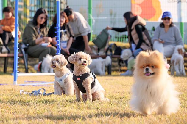 축산과학원 "반려견 쓰다듬거나 산책하면 스트레스 감소"