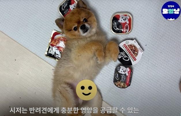 습식 사료, 씹는 힘 약화·변 무르게 한다?…전문가가 밝힌 진실