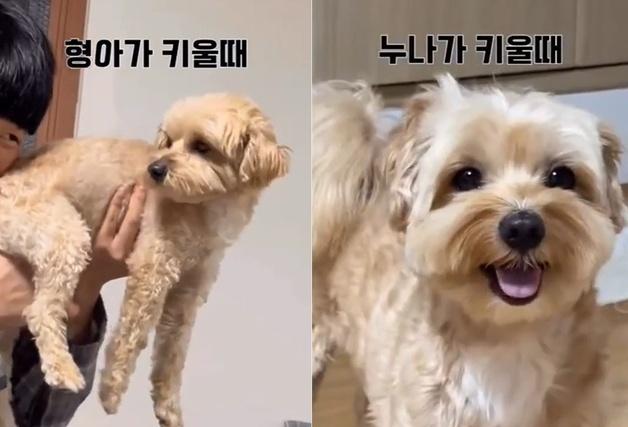"다른 개인 줄"…누나 앞에선 미소, 형아 앞에선 정색하는 강아지